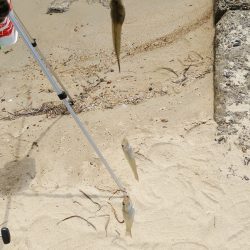 キス釣り　サイズがイマイチ