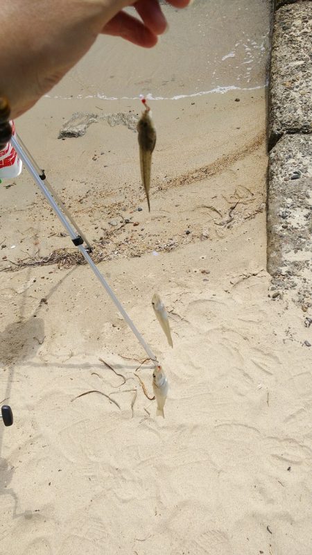 キス釣り　サイズがイマイチ