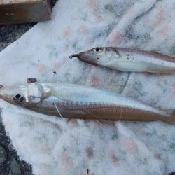 播磨新島のキス情報