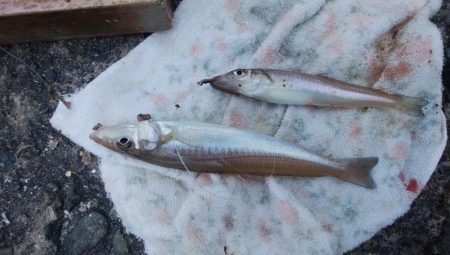 播磨新島のキス情報