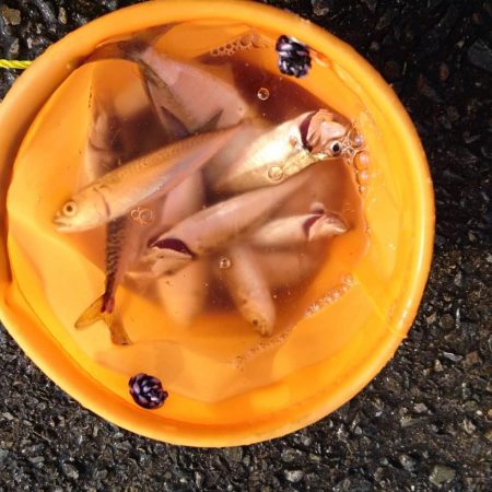 ツバス、タコ、小サバ、小アジ