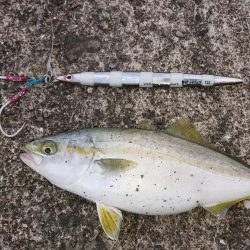 今年初のサゴシ捕獲