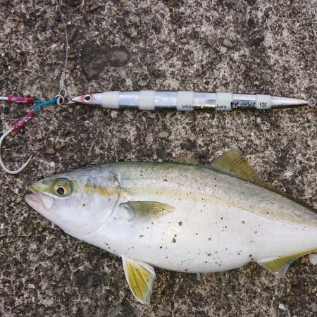 今年初のサゴシ捕獲