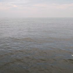 連日ツバッシング