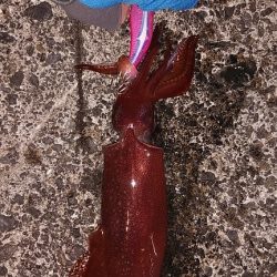 白イカと鯵を釣りました