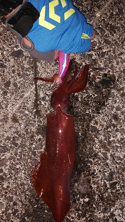 白イカと鯵を釣りました