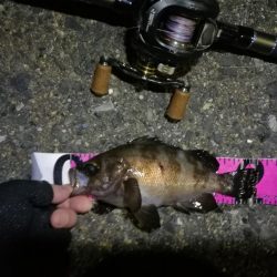 南港ヘチ釣行 (7/30 まだまだ浮遊ゴミの多い南港ヘチ。。キビレチヌ33cm、黒メバル21cm、ガシラ 釣果有り)