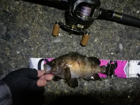 南港ヘチ釣行 (7/30 まだまだ浮遊ゴミの多い南港ヘチ。。キビレチヌ33cm、黒メバル21cm、ガシラ 釣果有り)