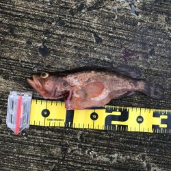 まさかのアコウ