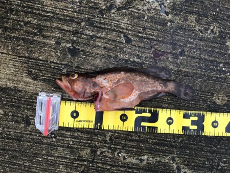 まさかのアコウ