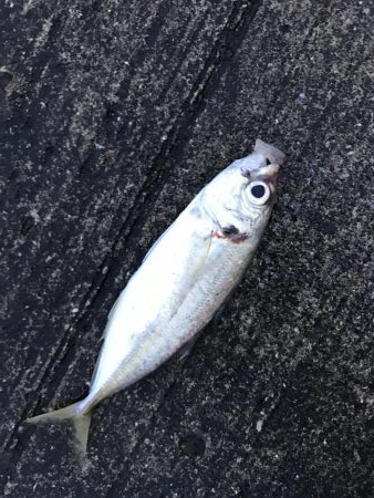 夏が近づいてきた