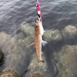 ライトショアジギング3目