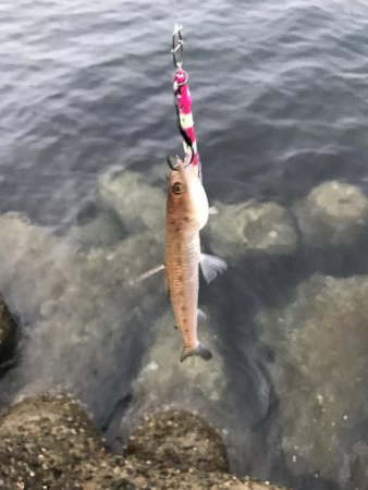 ライトショアジギング3目