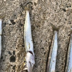 夏のライトショアジギング