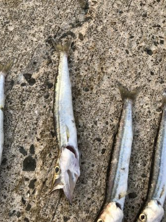 夏のライトショアジギング