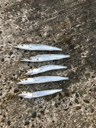 夏のライトショアジギング2