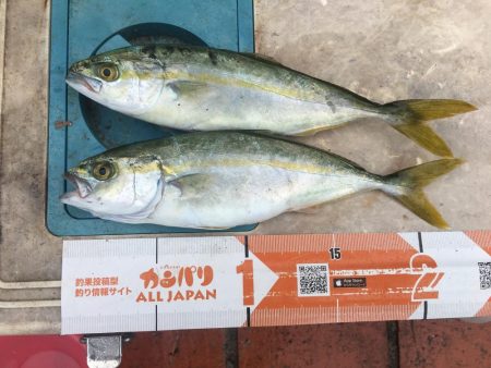 ツバスの子、良型アジ、ボラ、ガシラ