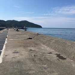 スズメダイ9匹、豆アジ1匹