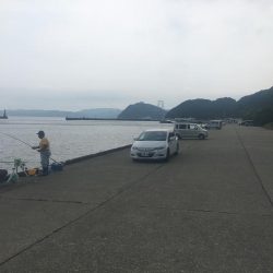 良型アジ、サヨリ、チャリコ等