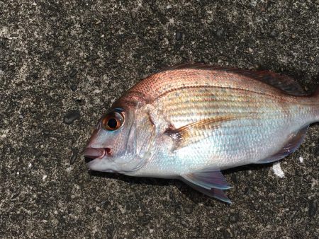 タイ、アジ、ガシラ