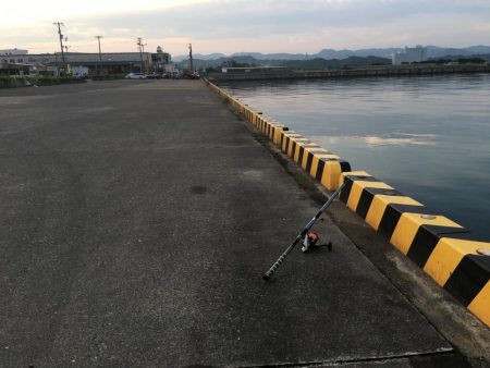 ダツ70㎝、ツバス2匹