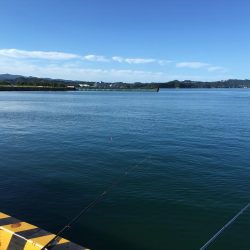 ツバス6匹、タイ1匹