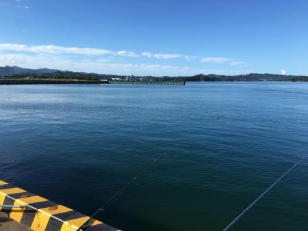 ツバス6匹、タイ1匹