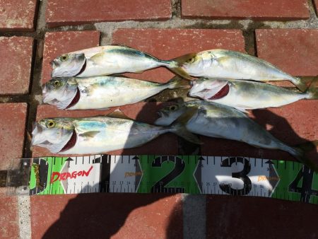 ツバス、カンパチなど