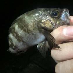 まだ行ってます！