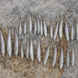 梅雨のキス釣り