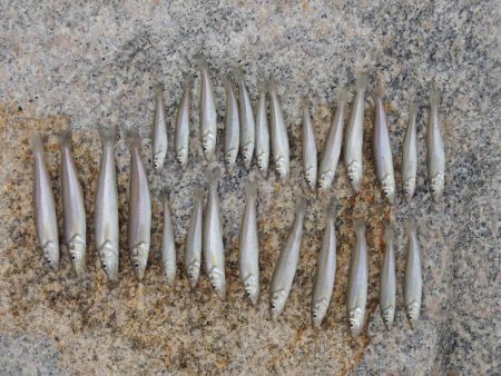 梅雨のキス釣り