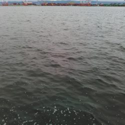 ライトショアジギング