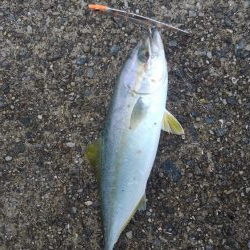 ツバスだらけ！