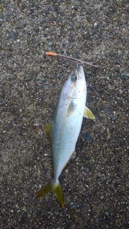 ツバスだらけ！