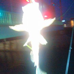 浜名湖 ライトゲーム