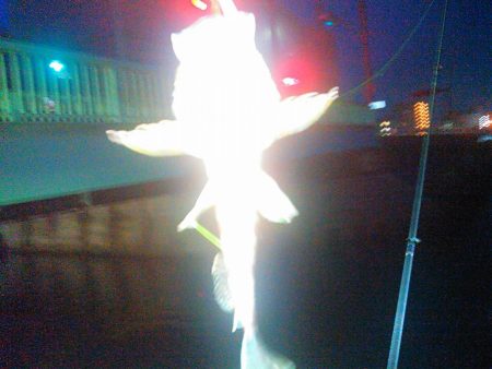 浜名湖 ライトゲーム