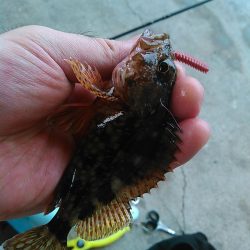 浜名湖 ライトゲーム