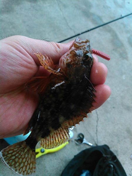 浜名湖 ライトゲーム