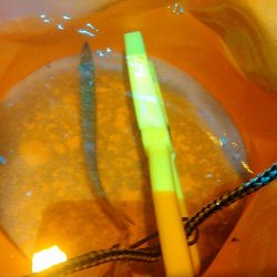 浜名湖 ライトゲーム