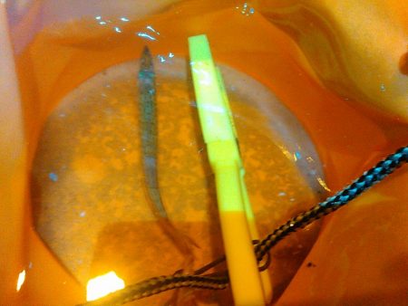 浜名湖 ライトゲーム