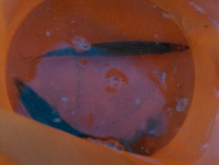 浜名湖 ライトゲーム