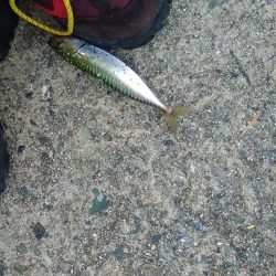 アジングに行ったのですが