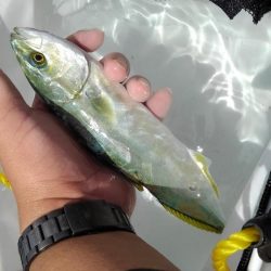 キビレ・モジャコ