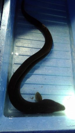 極太ウナギ！きたー！