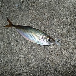 夢中になる豆アジング!