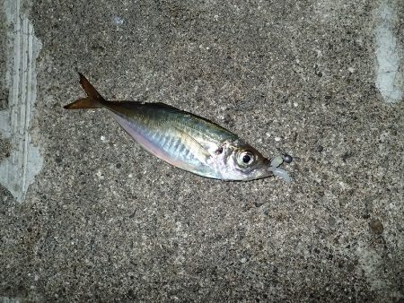 夢中になる豆アジング!