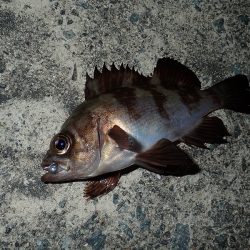 悶絶・やみつき・豆アジング！