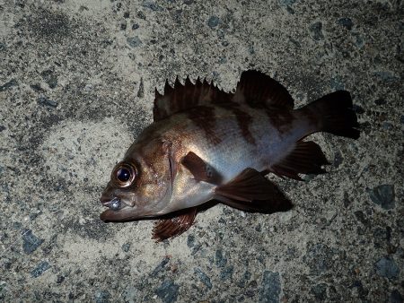 悶絶・やみつき・豆アジング！