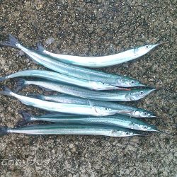 サヨリとクロダイ。