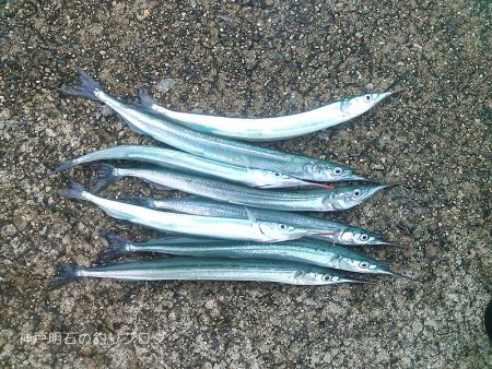 サヨリとクロダイ。